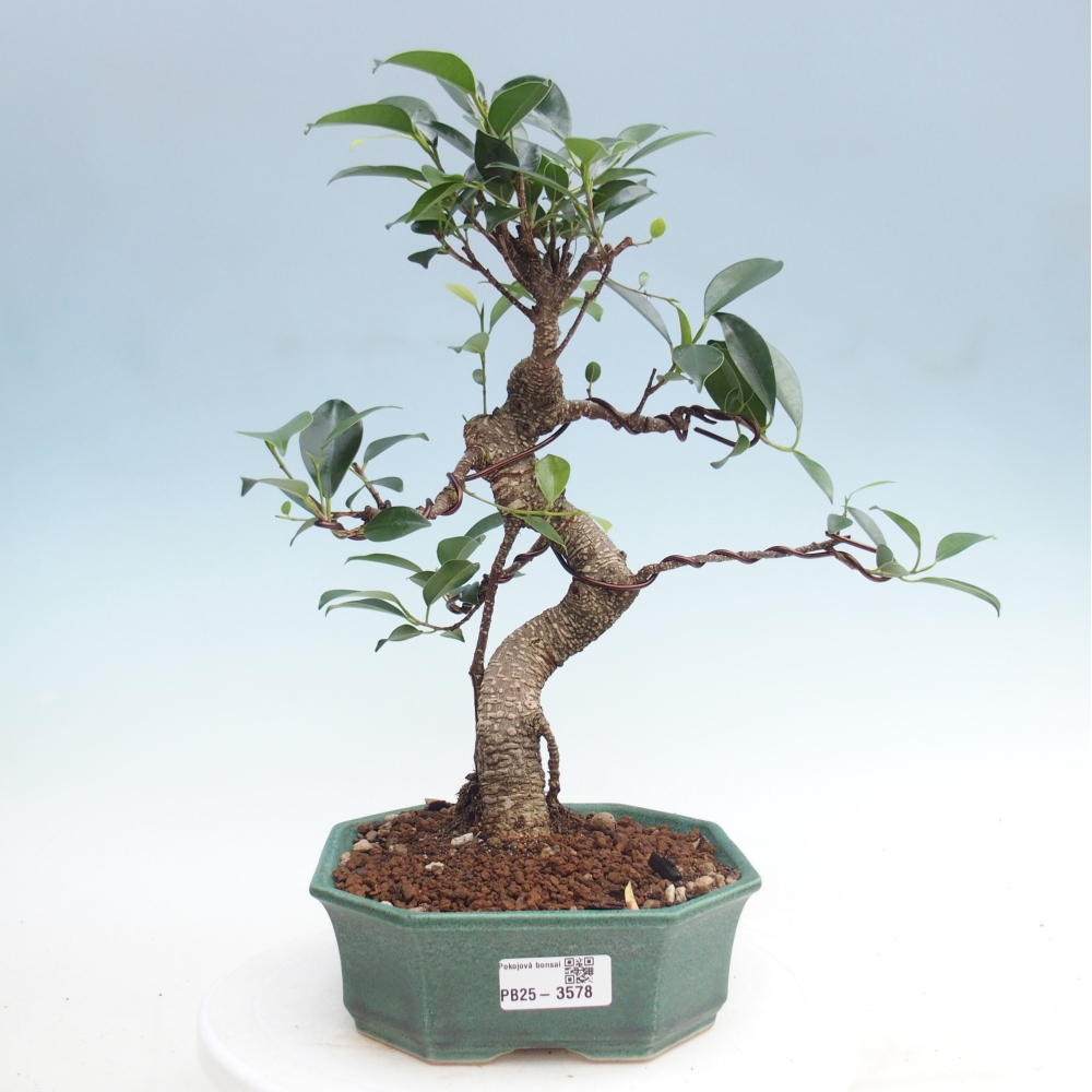 Bonsái de habitación - Ficus retusa - ficus de hoja pequeña