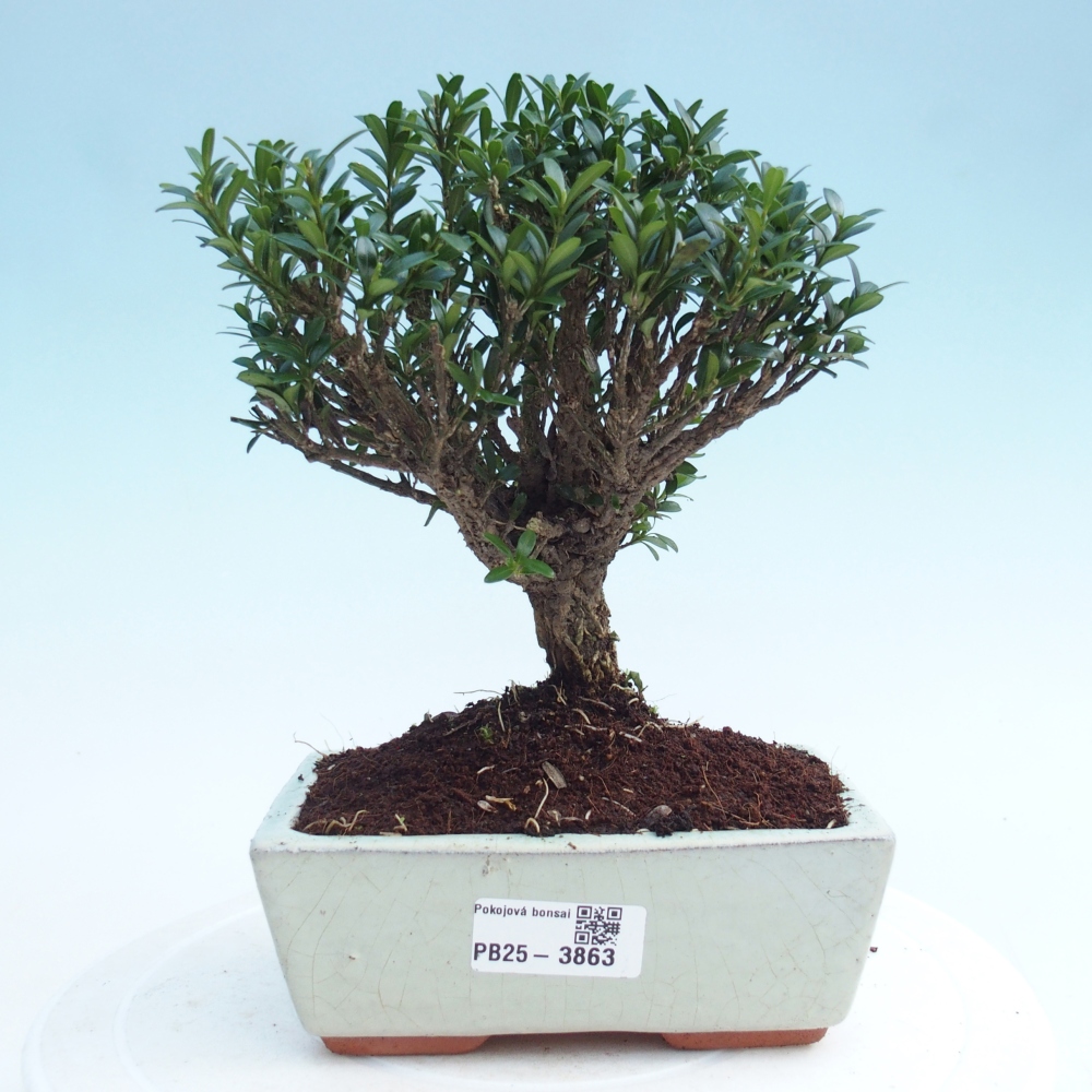 Bonsái de habitación - Buxus harlandii - buxus de corcho