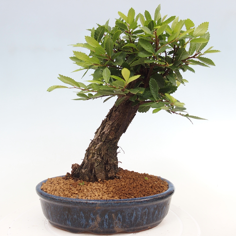 Bonsai de exterior - Zelkova - Zelkova NIRE