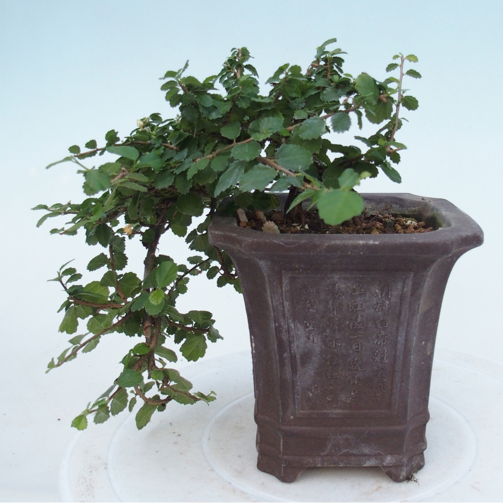 Bonsái de habitación - Grewia sp. - Grewia malafolia