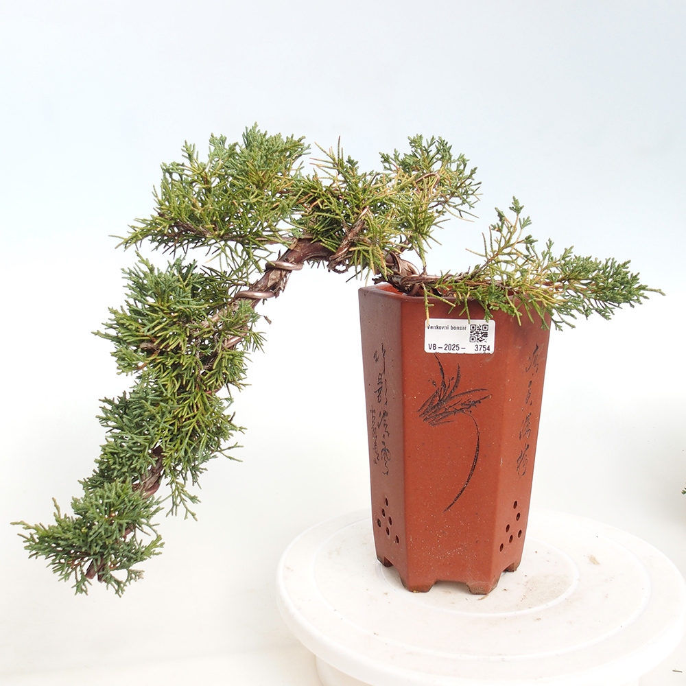 Bonsái de exterior - Juniperus chinensis Kishu