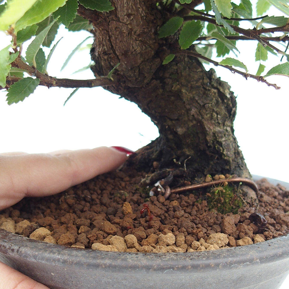 Bonsai de exterior - Zelkova - Zelkova NIRE