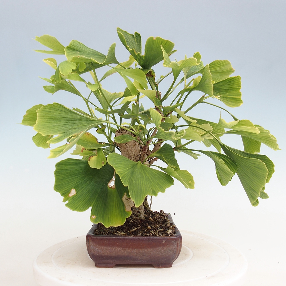 Bonsai de exterior - Ginkgo biloba - Ginkgo biloba