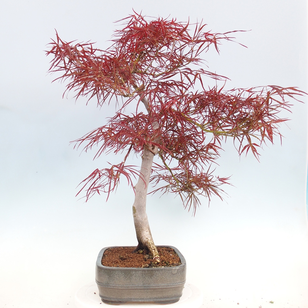 Bonsai de exterior - Acer palmatum RED PYGMY