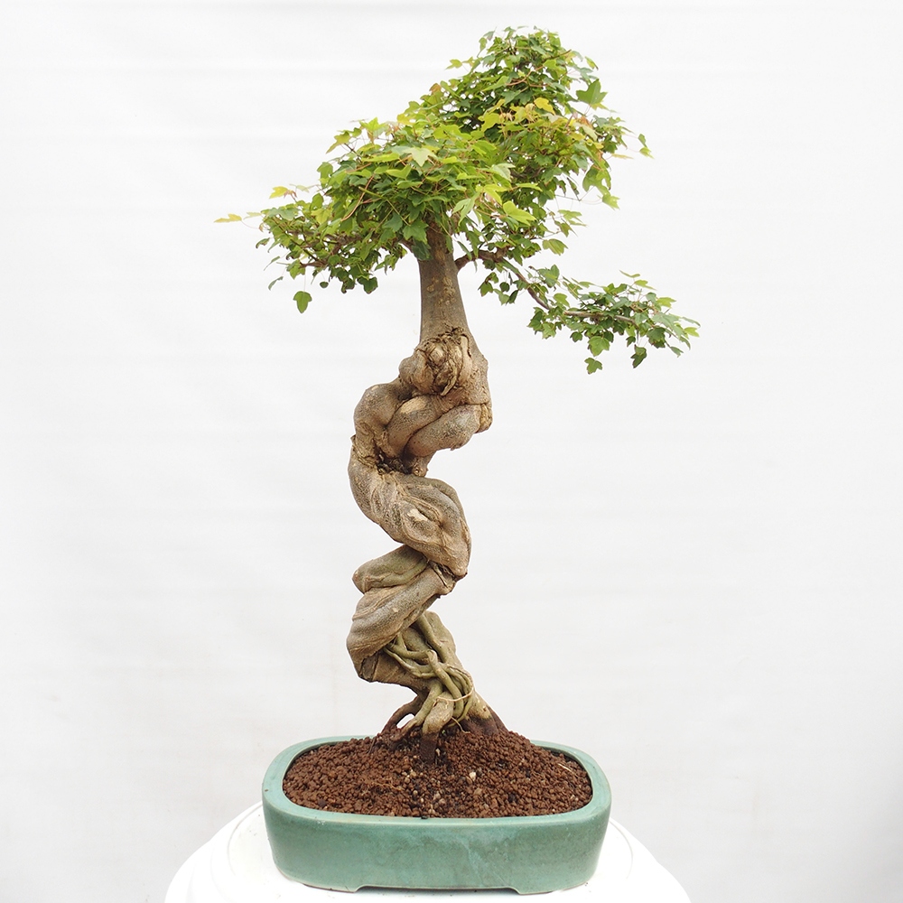 Bonsai de exterior - Acer Buergerianum - Arce hamburgués