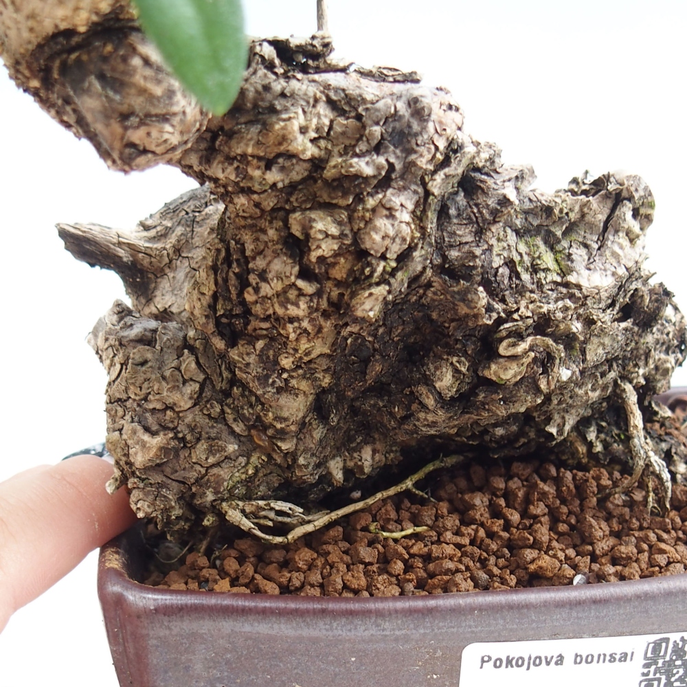 Bonsái de interior - Olea europaea sylvestris