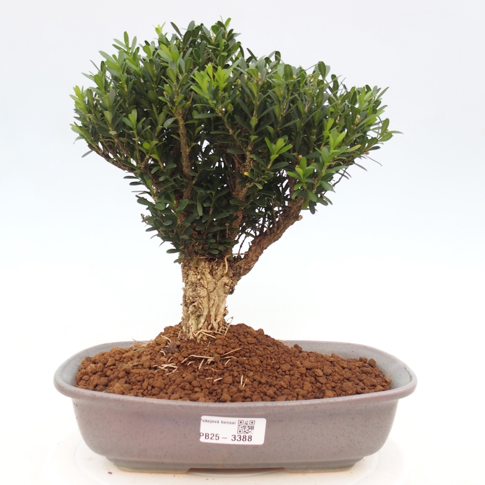 Bonsái de habitación - Buxus harlandii - buxus de corcho