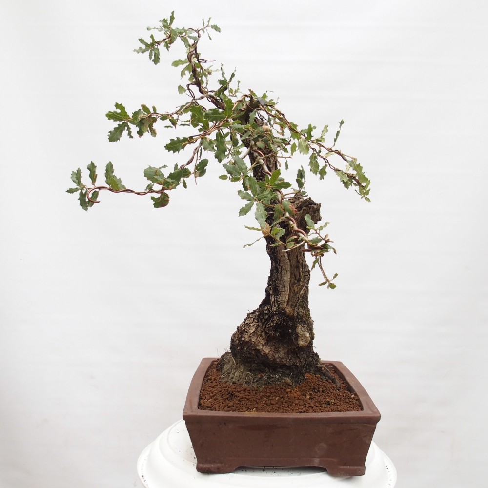 Yamadori - Quercus Ilex - Acebo de encina