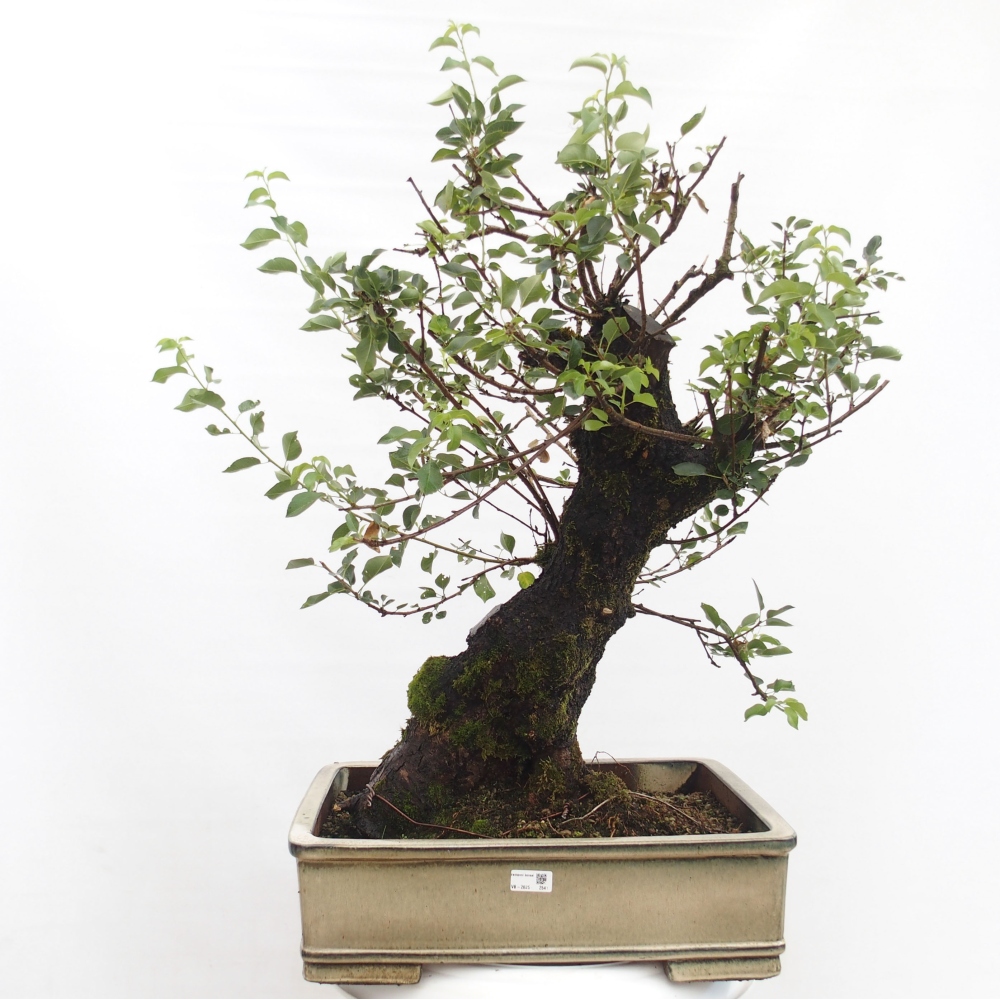 Bonsai de exterior - Mahalebka - Prunus mahaleb