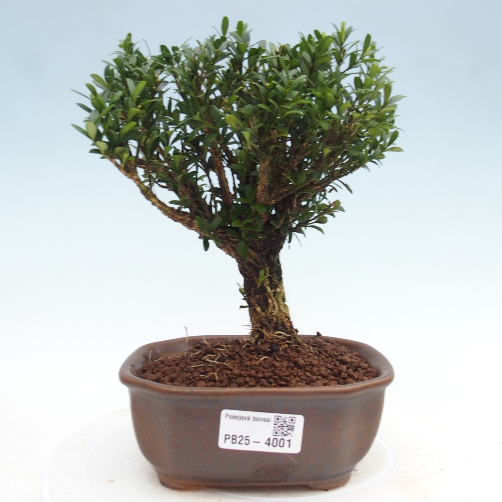 Bonsái de habitación - Buxus harlandii - buxus de corcho