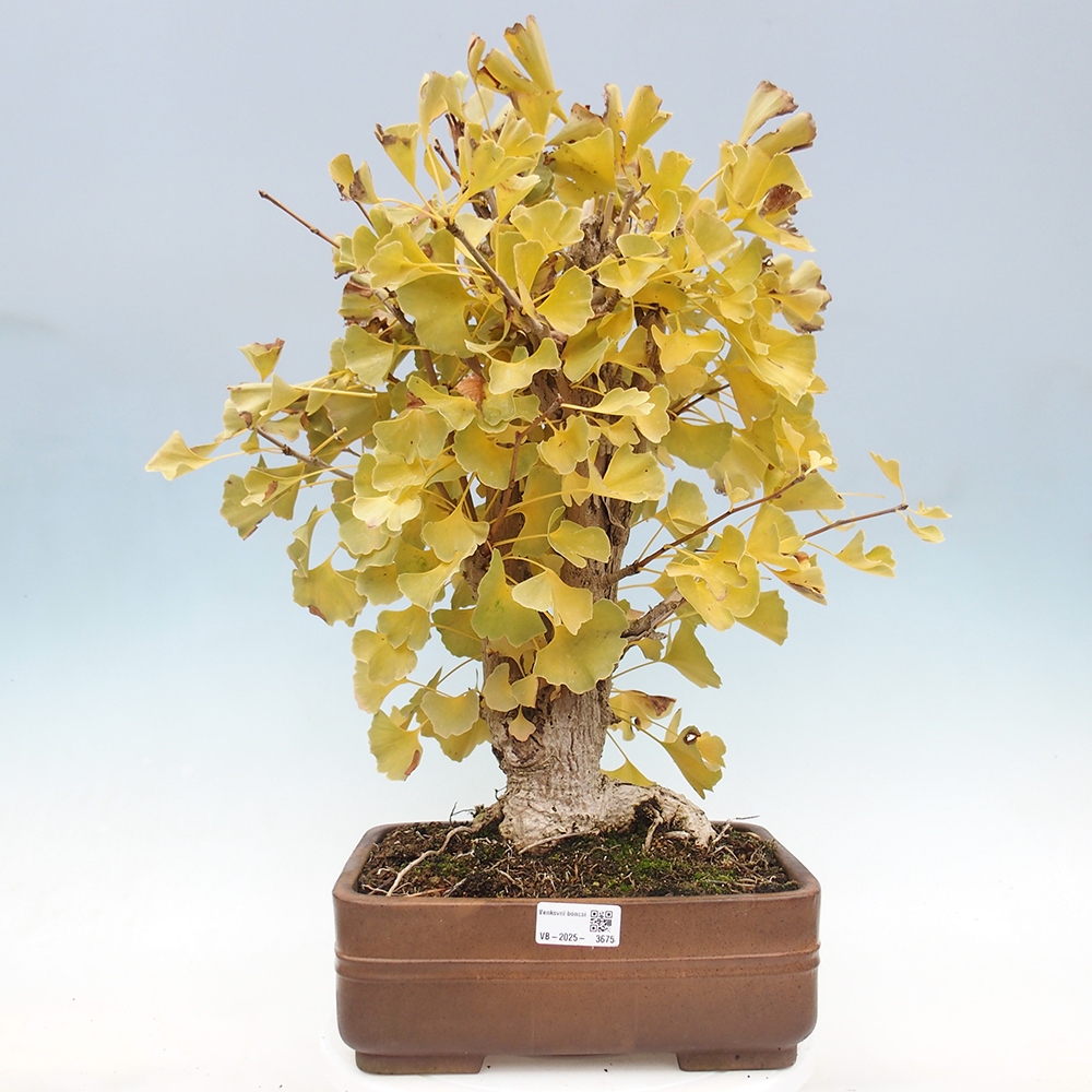 Bonsai de exterior - Ginkgo biloba - Ginkgo biloba