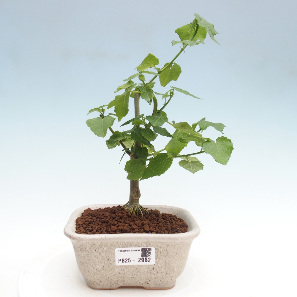 Bonsái de interior - Malvaviscus arboreus