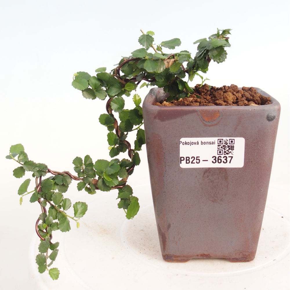 Bonsái de habitación - Grewia sp. - Grewia malafolia