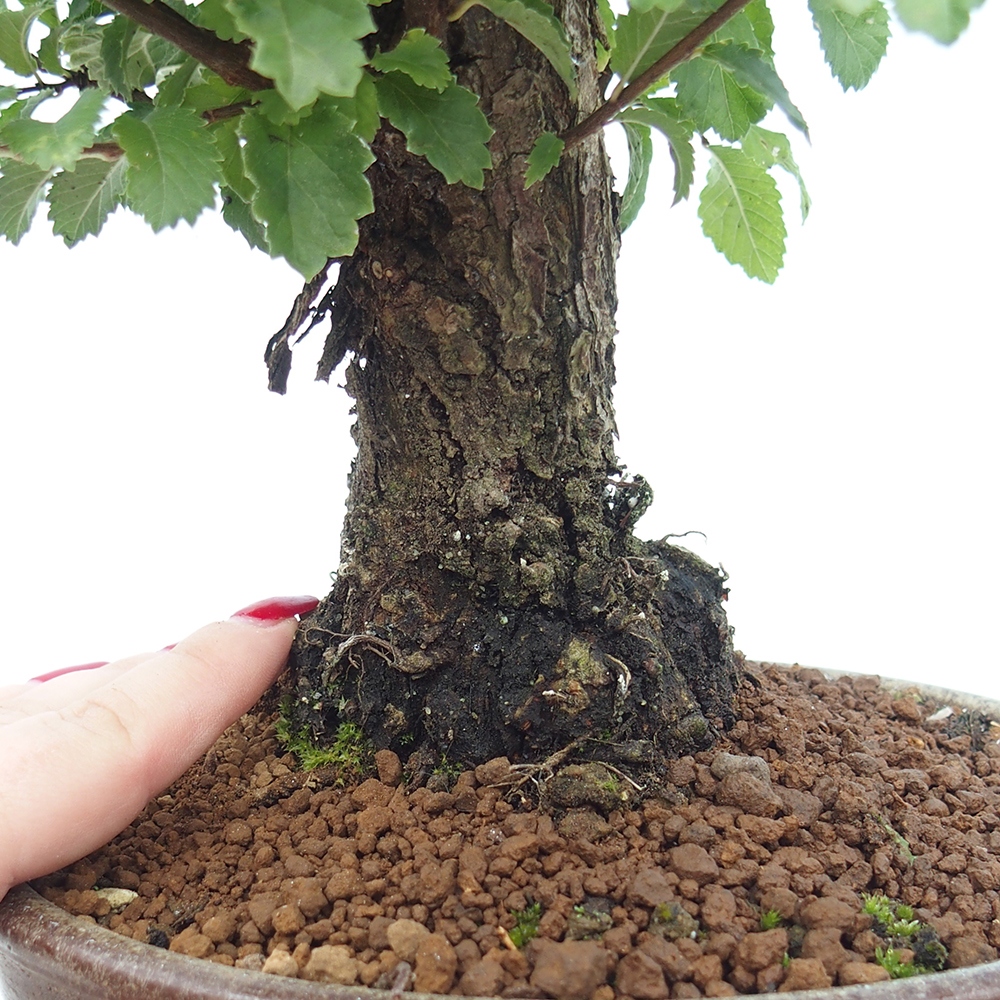Bonsai de exterior - Zelkova - Zelkova NIRE