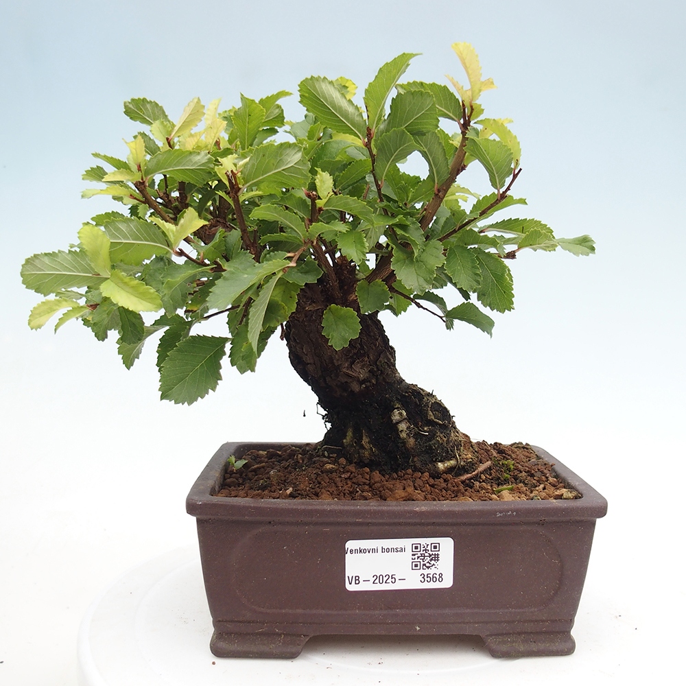 Bonsai de exterior - Zelkova - Zelkova NIRE