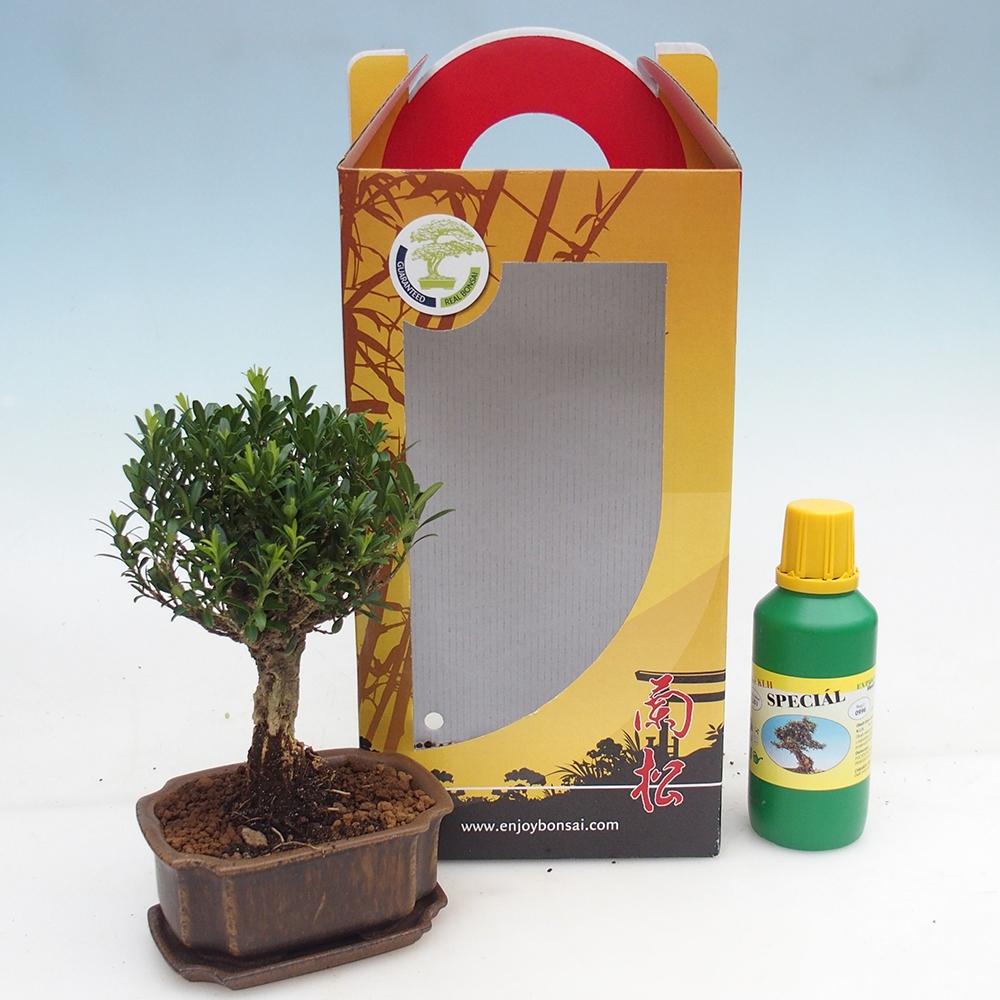 Bonsái de habitación en caja de regalo Buxus harlandii - buxus de corcho