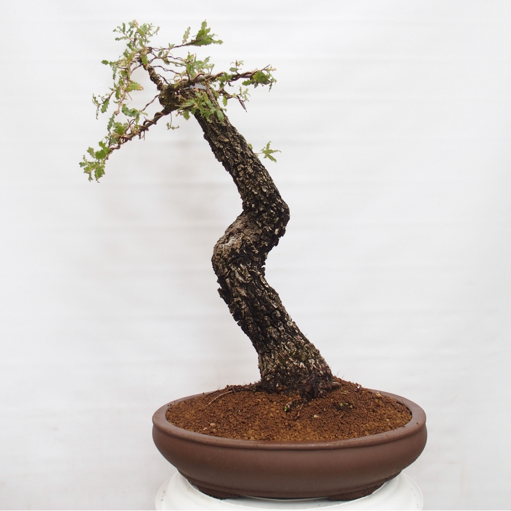 Yamadori - Quercus Ilex - Acebo de encina