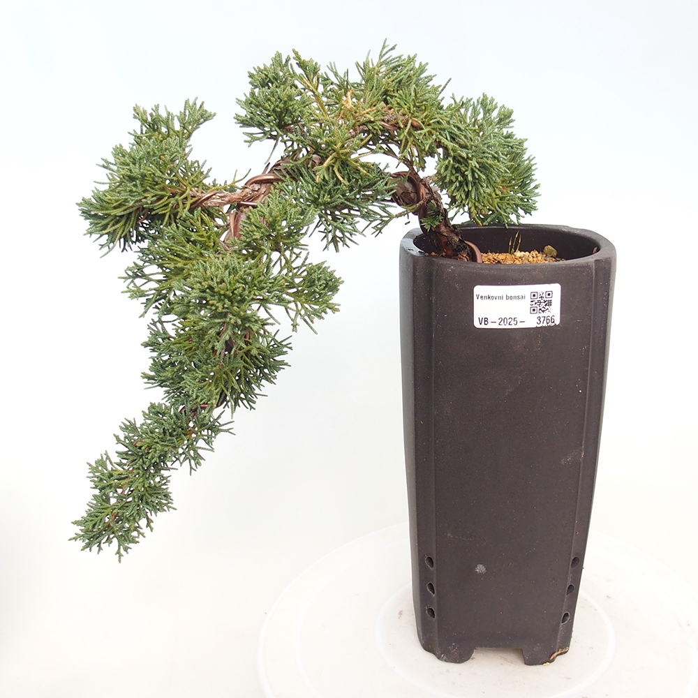 Bonsái de exterior - Juniperus chinensis Kishu