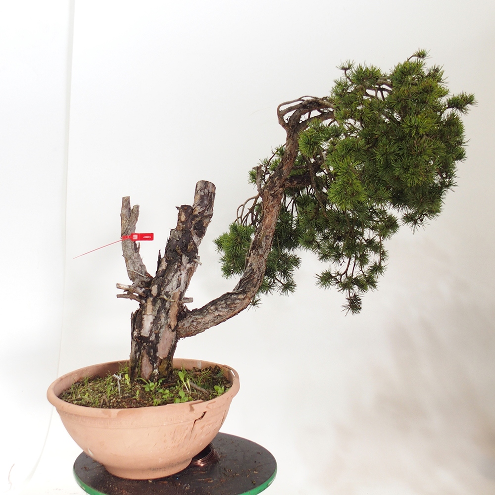 Yamadori - Pinus sylvestris España