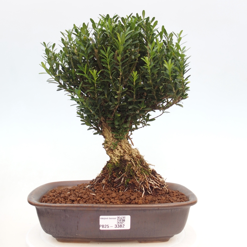 Bonsái de habitación - Buxus harlandii - buxus de corcho
