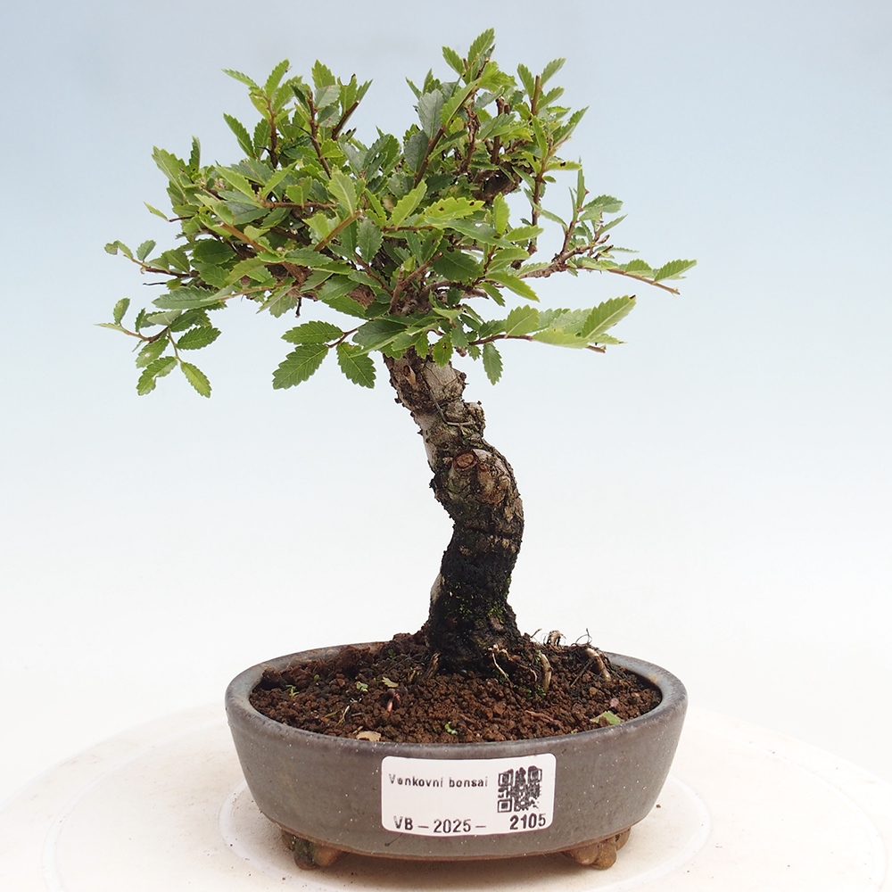 Bonsai de exterior - Zelkova - Zelkova NIRE