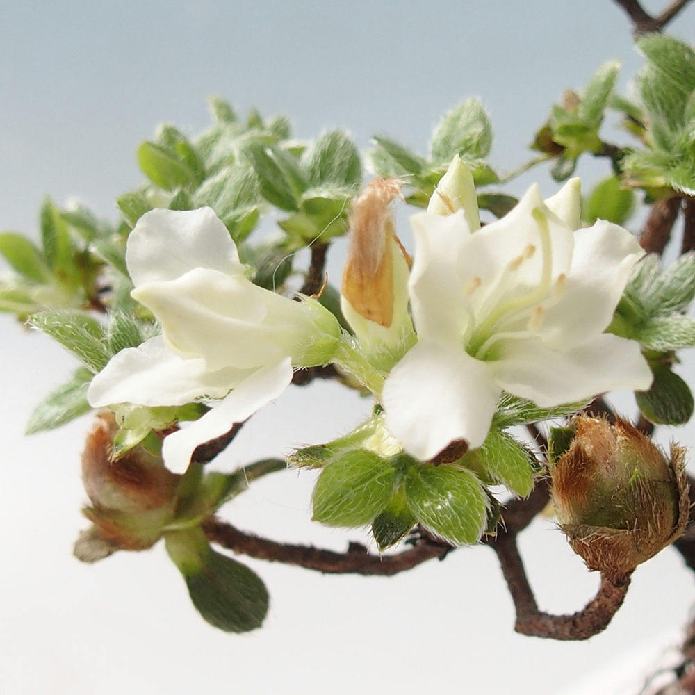 Bonsái de exterior - Rhododendron indicum - Azalea japonesa