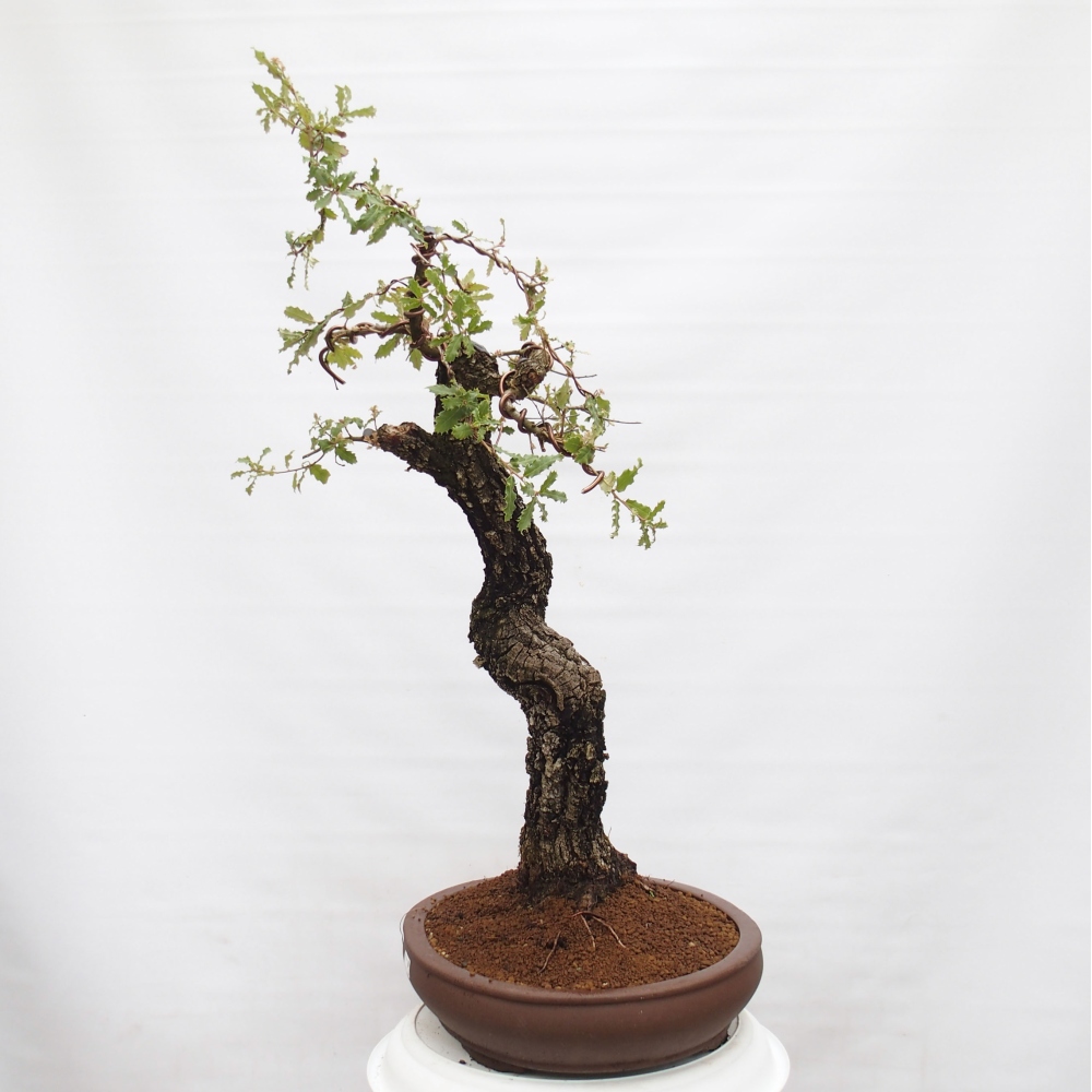 Yamadori - Quercus Ilex - Acebo de encina