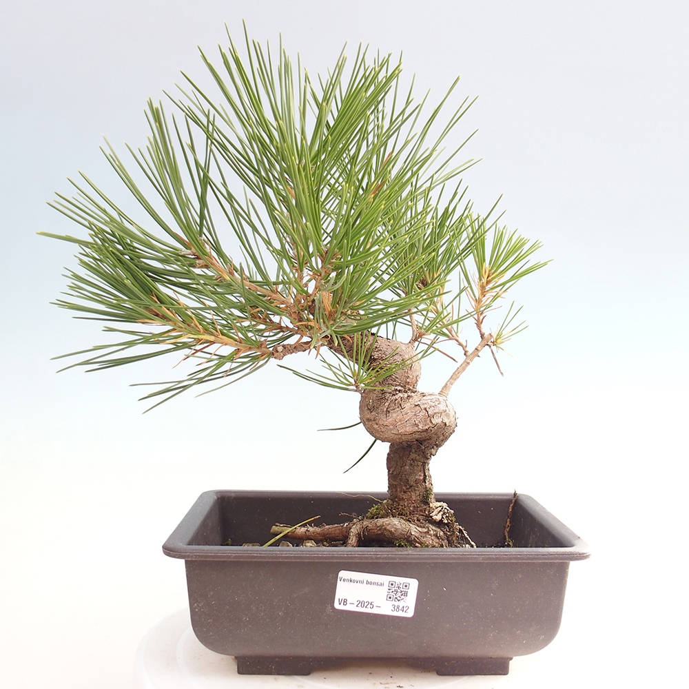 Bonsái de exterior - Pinus thunbergii - Pino Thunberg