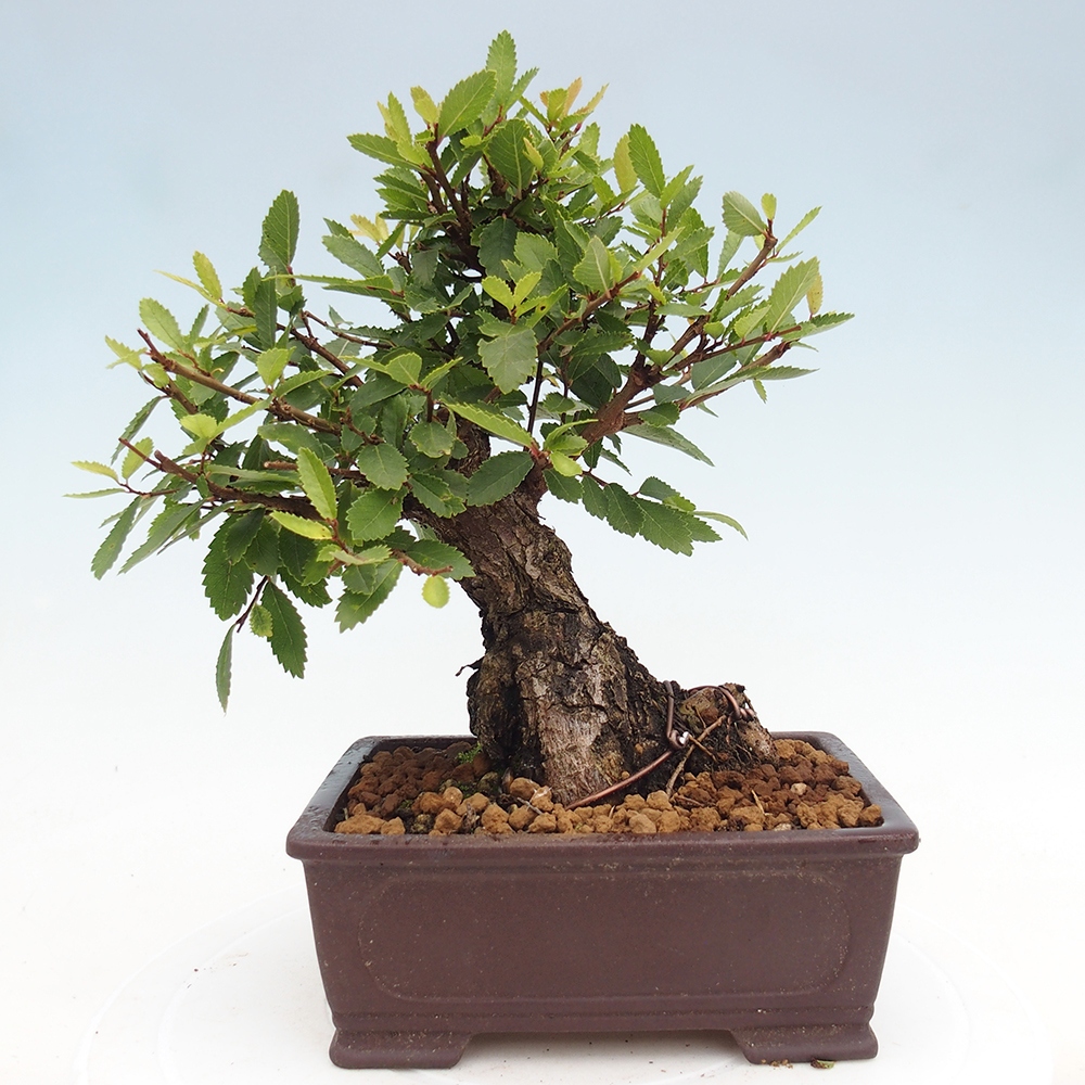 Bonsai de exterior - Zelkova - Zelkova NIRE