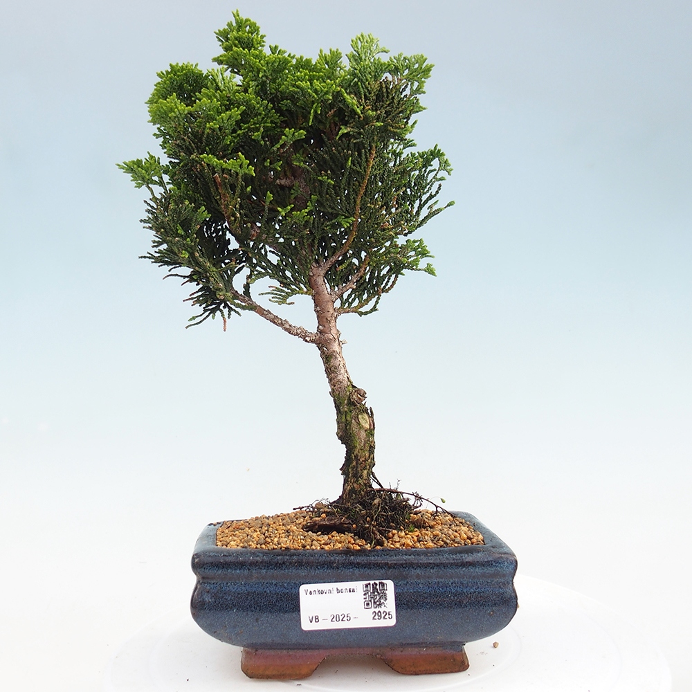 Bonsai de exterior - Cham.pis obtusa Nana Gracilis - Ciprés