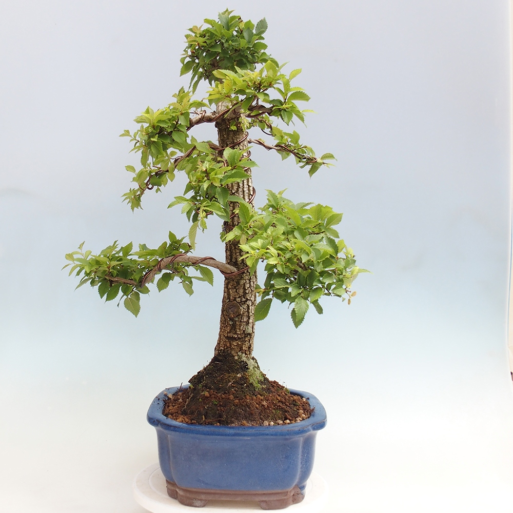 Bonsai de exterior - Zelkova - Zelkova NIRE