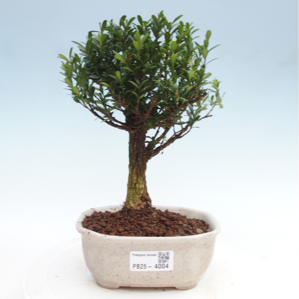 Bonsái de habitación - Buxus harlandii - buxus de corcho