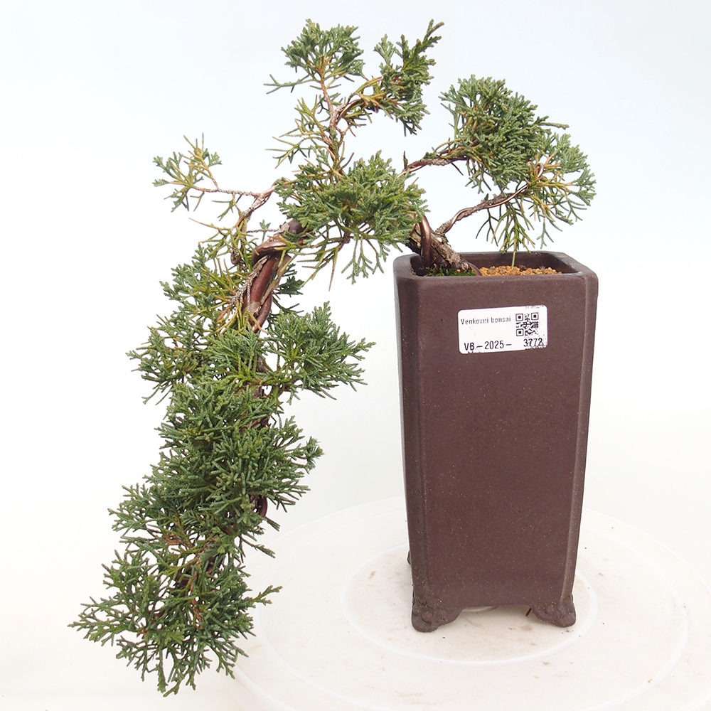 Bonsái de exterior - Juniperus chinensis Kishu