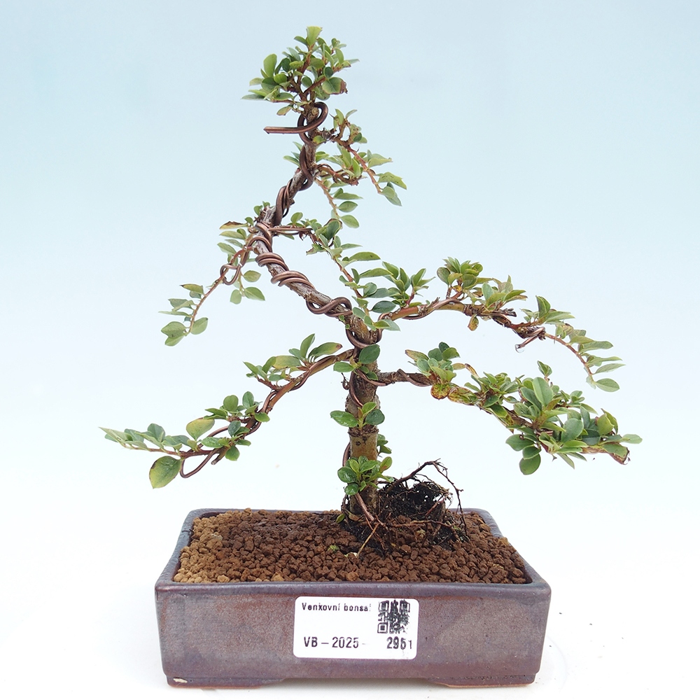 Bonsai de exterior - Cotoneaster horizontalis - Montañas Rocosas