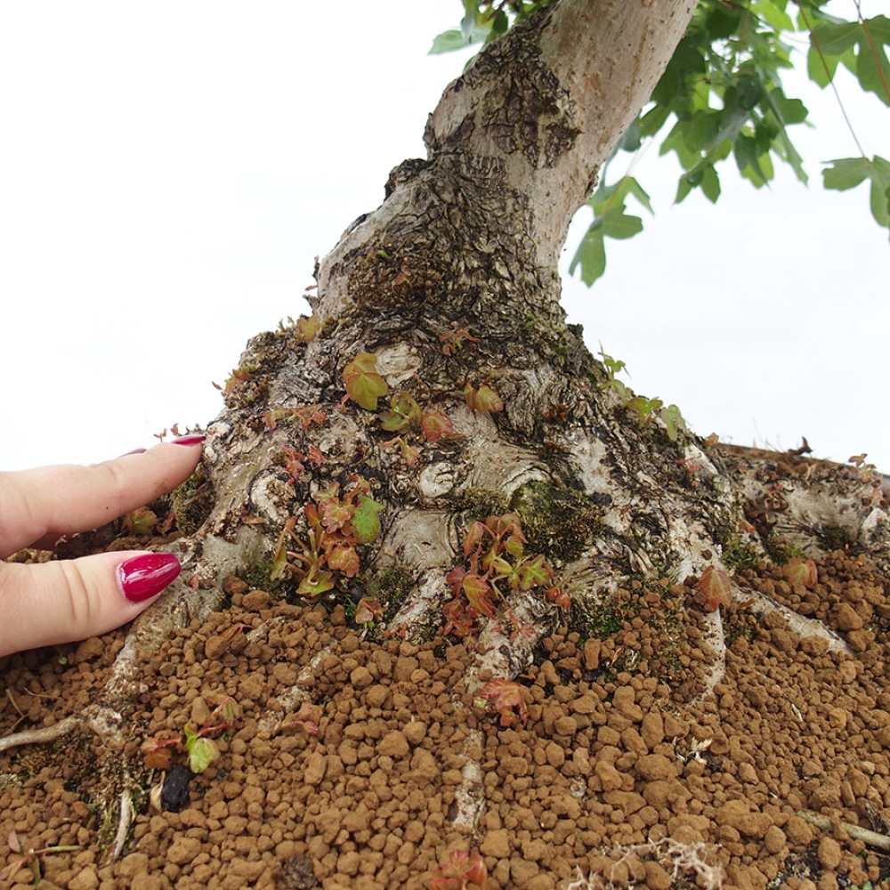 Bonsái de exterior - Arce francés - Acer Nonspessulanum