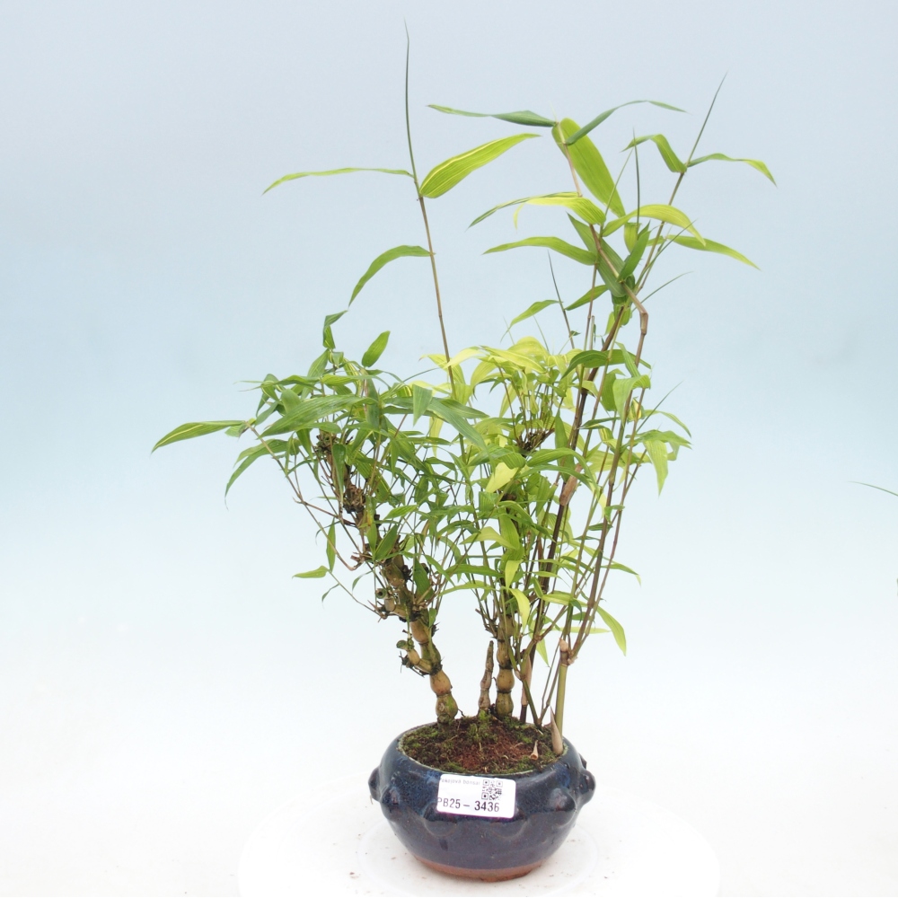 Bonsái de habitación - Bambú buda-Bambú buda barriga