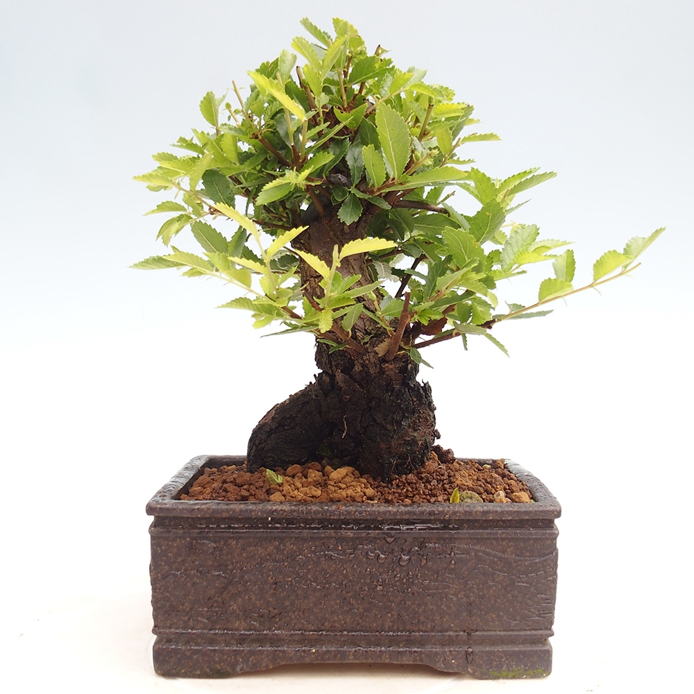Bonsai de exterior - Zelkova - Zelkova NIRE