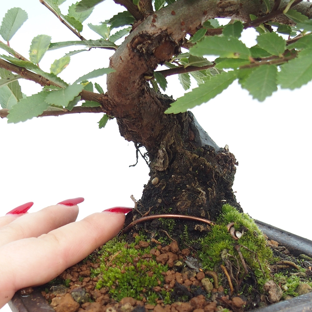 Bonsai de exterior - Zelkova - Zelkova NIRE