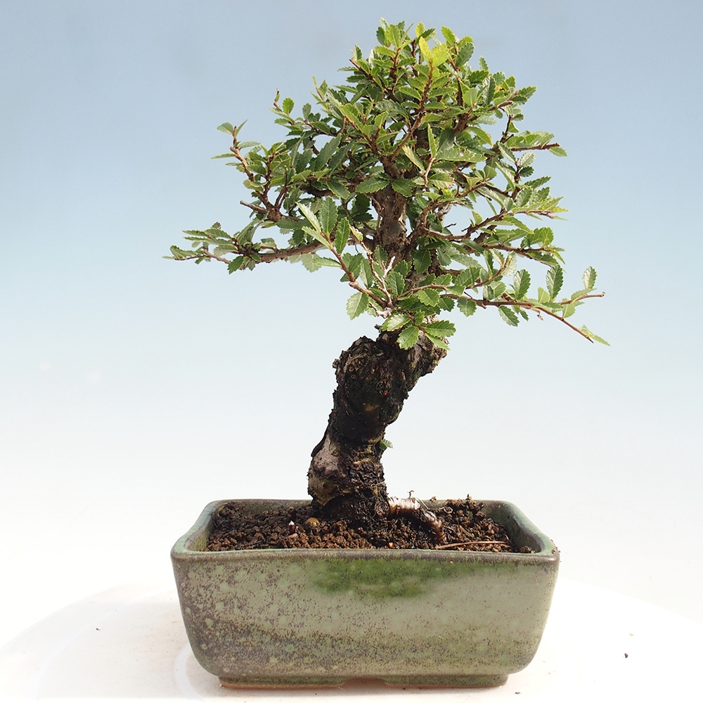 Bonsai de exterior - Zelkova - Zelkova NIRE