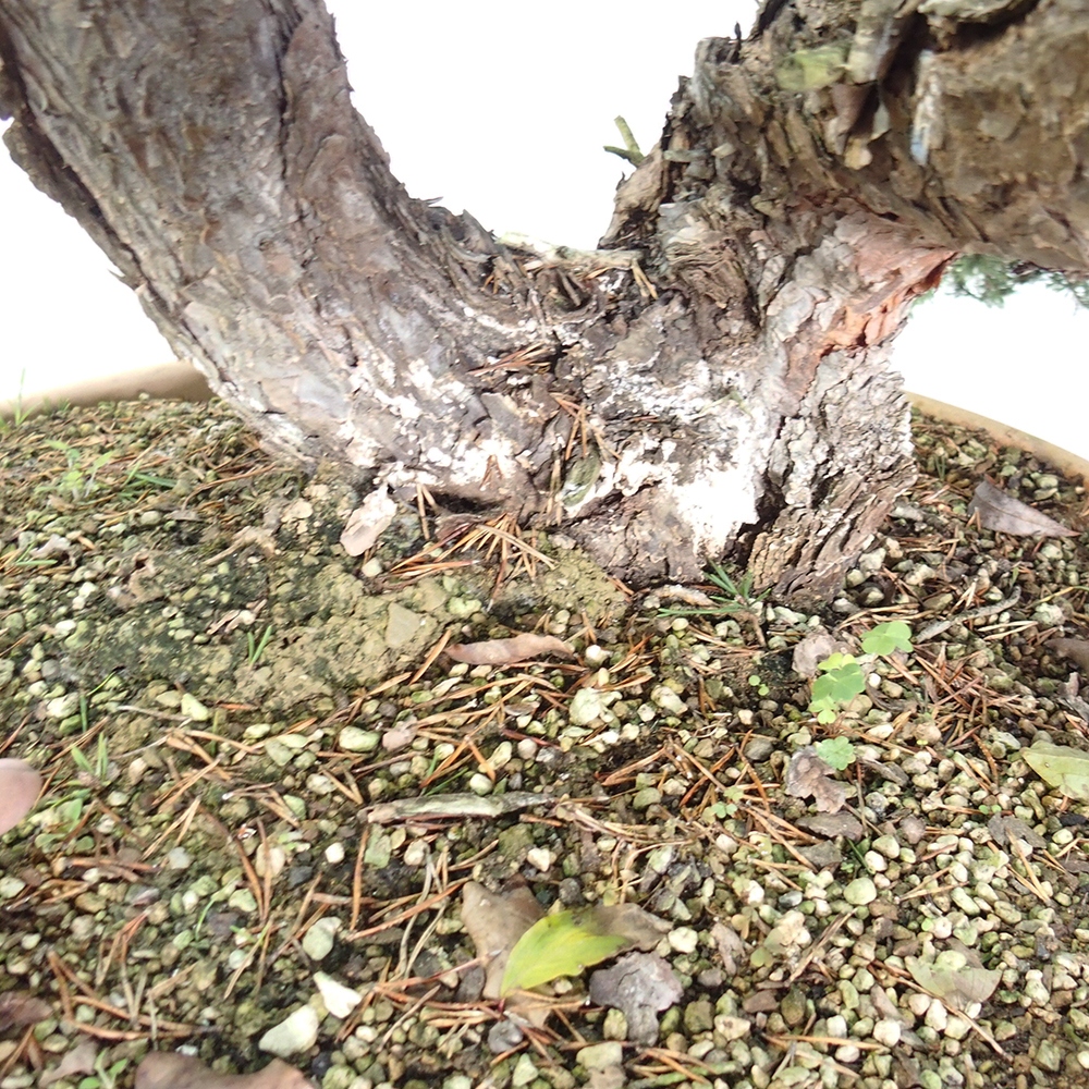 Yamadori - Pinus sylvestris España