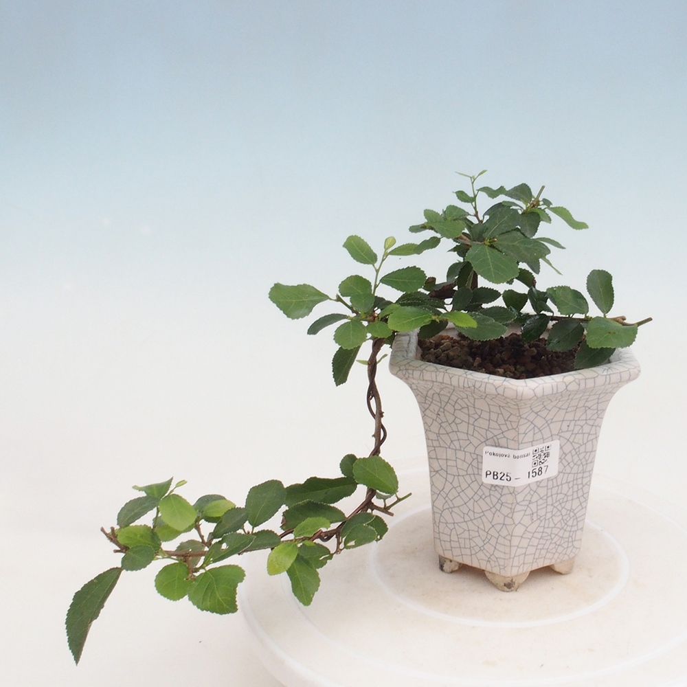 Bonsái de interior - Grewia occidentalis - Estrella de mar lavanda