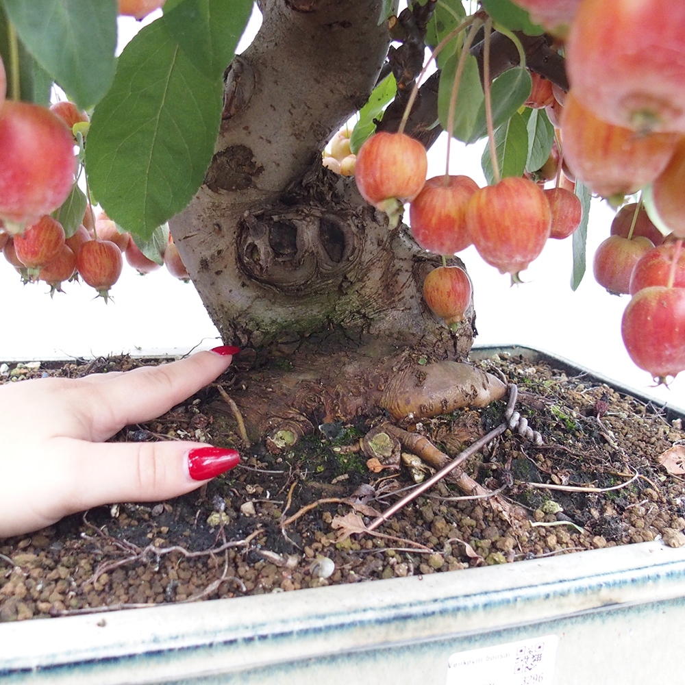 Bonsái de exterior -Malus halliana - Manzano de fruto pequeño