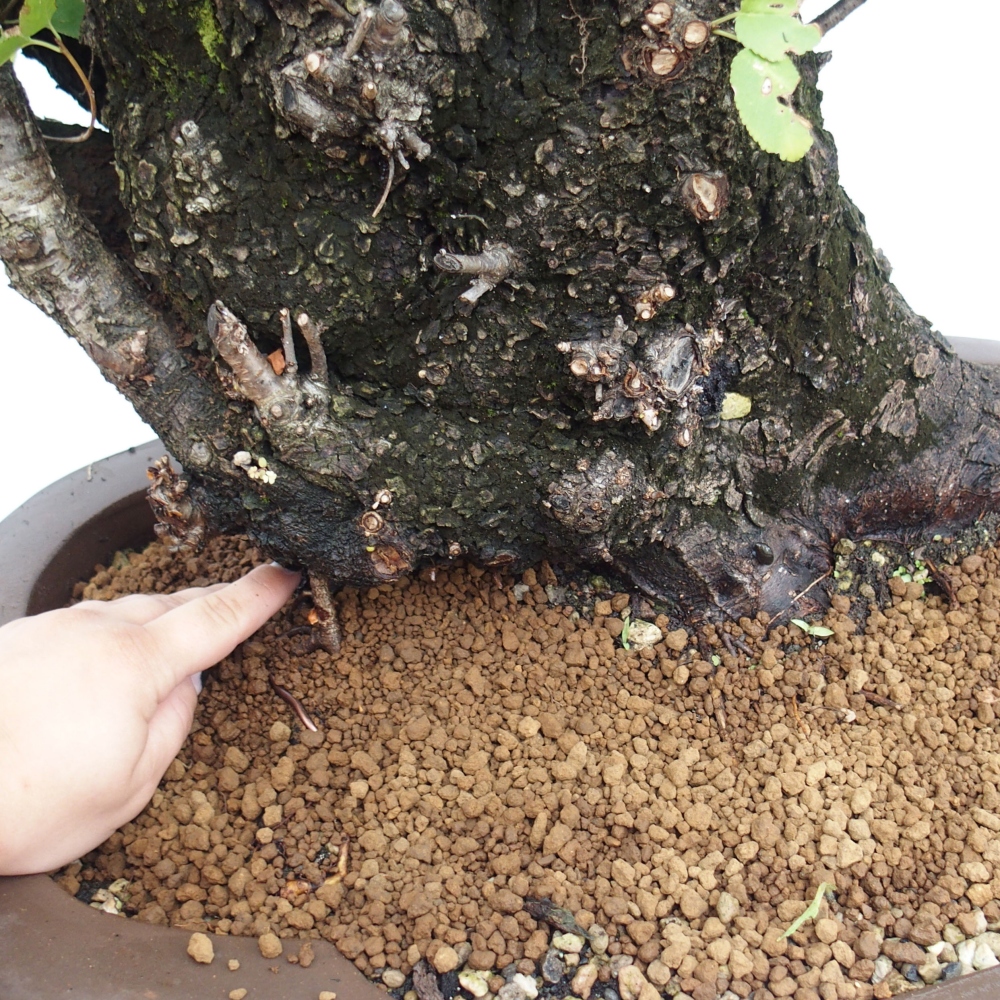 Bonsai de exterior - Mahalebka - Prunus mahaleb