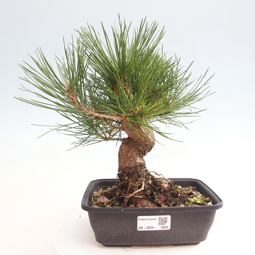 Bonsái de exterior - Pinus thunbergii - Pino Thunberg