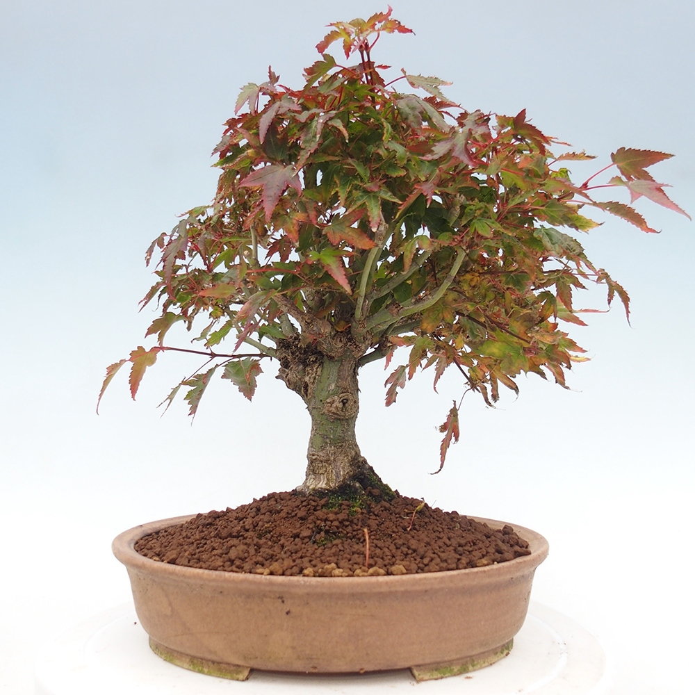 Acer palmatum KIOHIME - Arce palmito