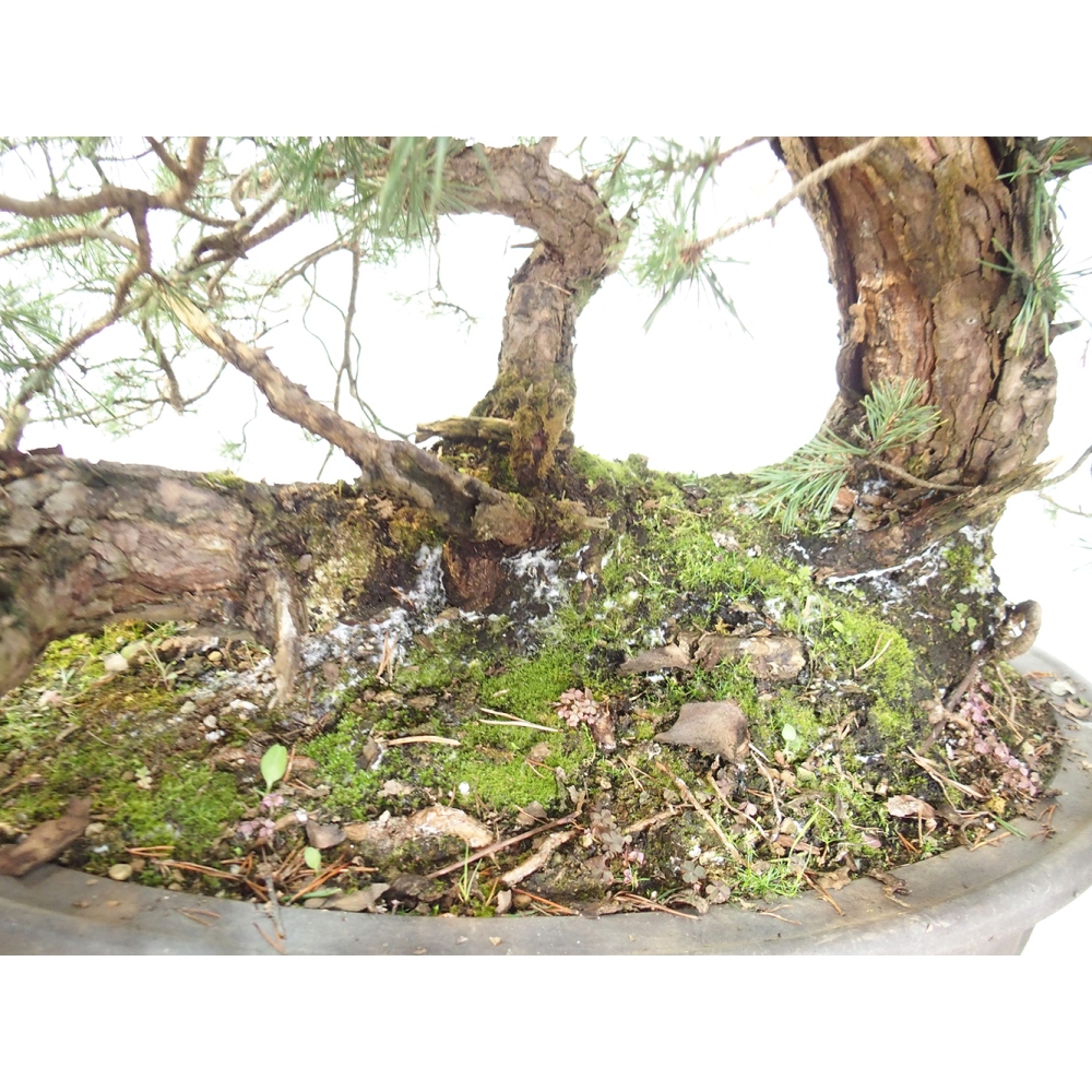 Yamadori - Pinus sylvestris España