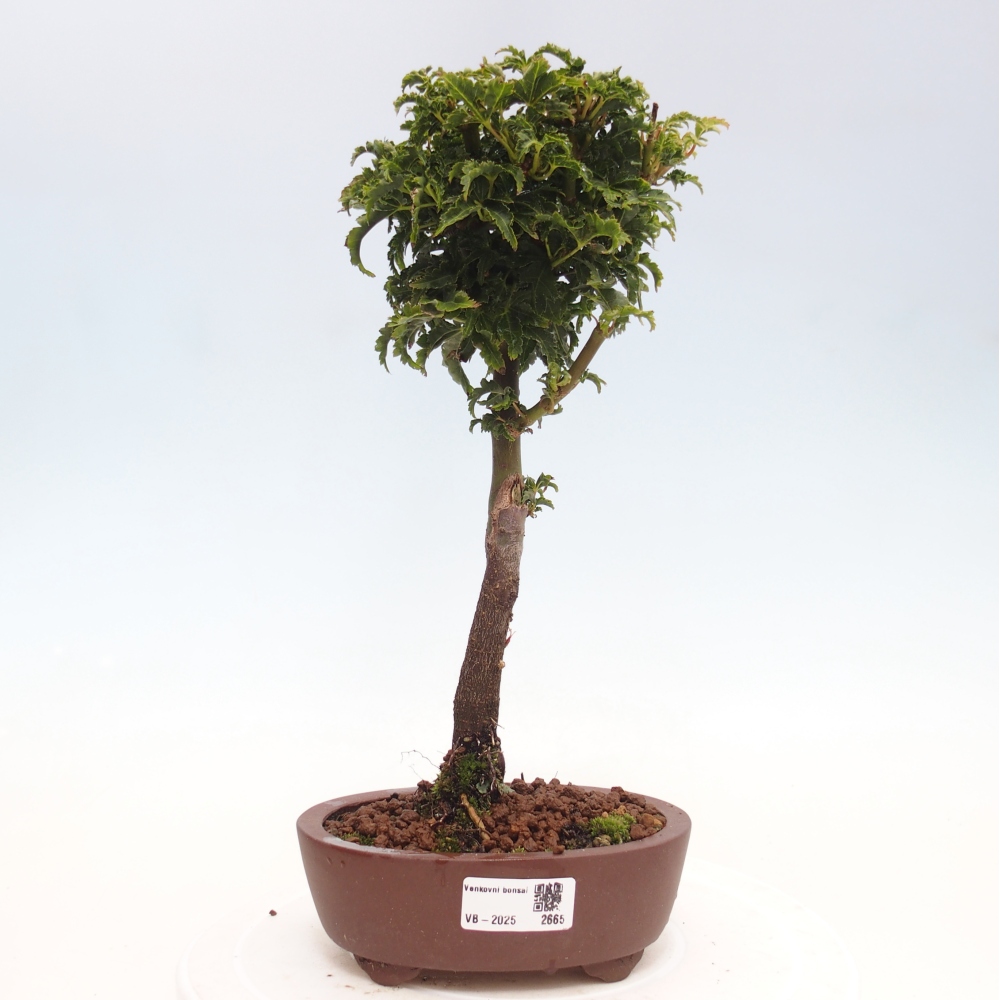 Bonsái de exterior -Palma javor Acer palmatum Shishigashira