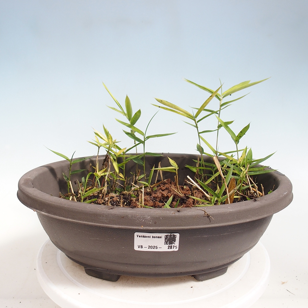 Bonsai de exterior - Pleioblastus argenteostriatus f.pumilus - Bambú enano