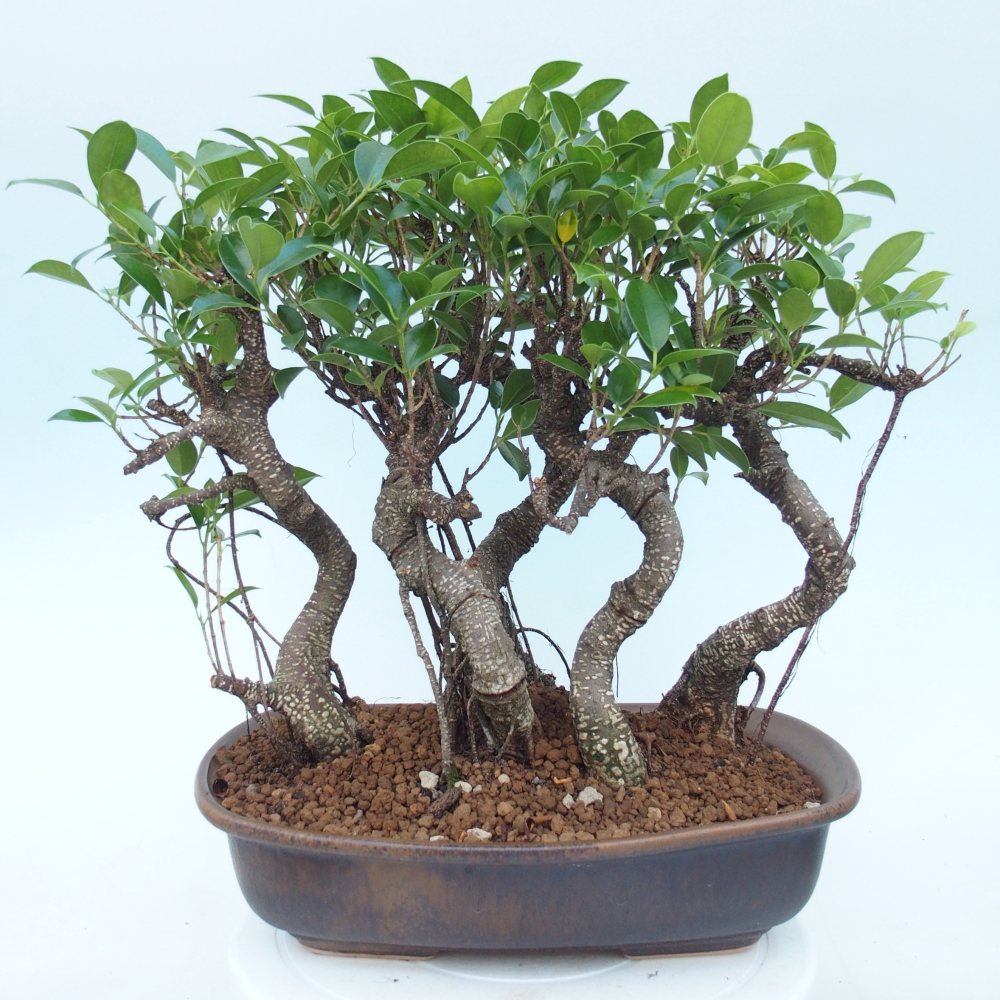 Bonsái de habitación - Ficus kimmen - ficus de hoja pequeña