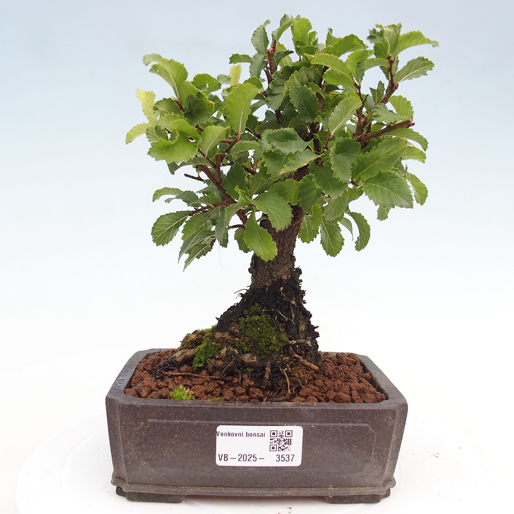 Bonsai de exterior - Zelkova - Zelkova NIRE